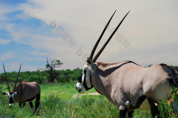 宝石(oryx)放牧。 卡拉加迪跨界公园。 南非北角