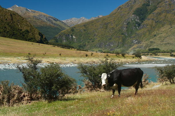 在Matukituki河吃草的牛
