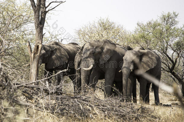 博茨瓦纳大象沙<strong>水洞</strong>的非洲大象