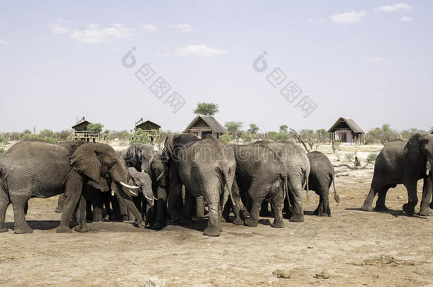博茨瓦纳大象沙<strong>水洞</strong>的非洲大象