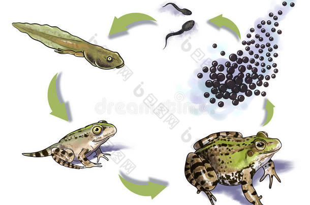 青蛙生命周期