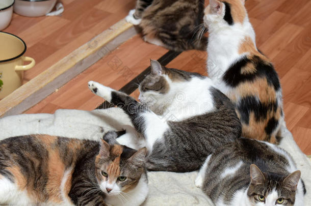猫一起在动物收容所的垫子上