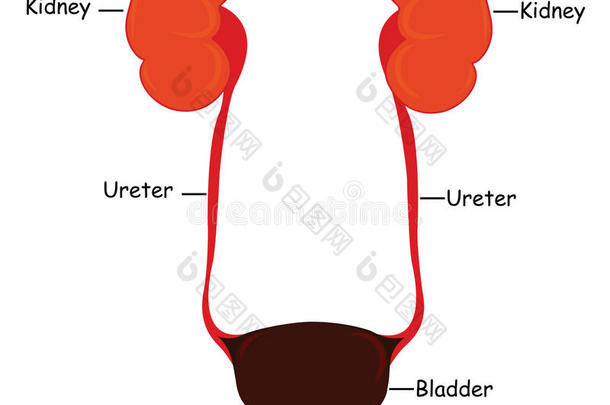 <strong>解</strong>剖学<strong>解</strong>剖生物学膀胱图<strong>解</strong>的