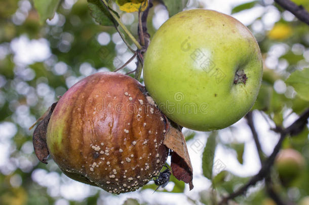 绿色和腐烂的苹果，有肉-苍蝇和霉菌在苹果树上