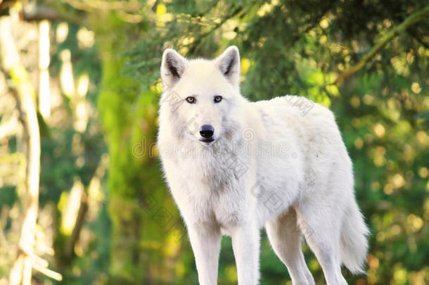北极白狼犬狼疮，又称北极狼或白狼