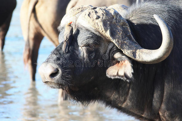 公牛披风水牛(SyncerusCaffer)，在非洲的水坑