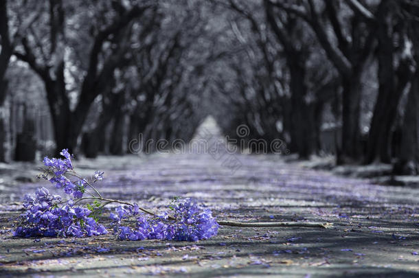 城郊道路上有一排排的楹花树和小树枝