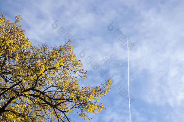 秋天的树枝上有黄色和红色的叶子，多云的蓝色