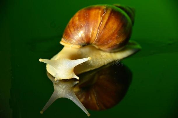 动物蜗牛形象无脊椎动物倒转