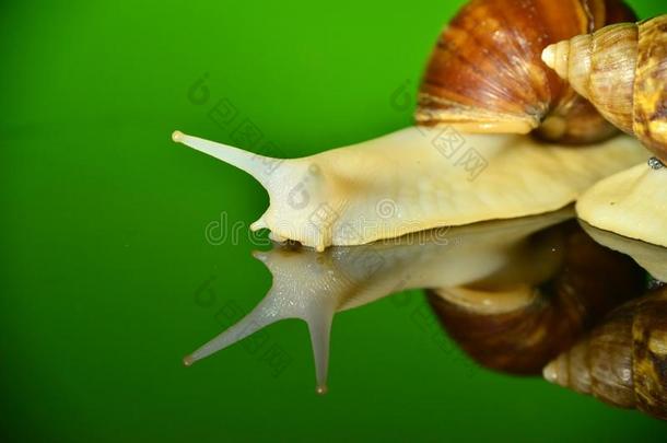 动物海螺蜗牛形象无脊椎动物