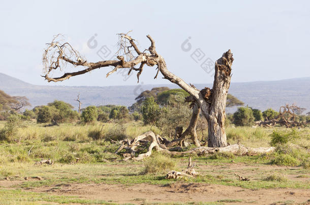 肯尼亚安博塞利的死树