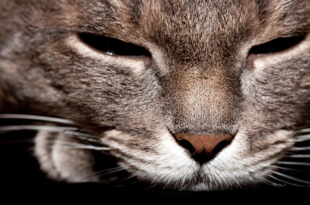 愤怒的灰色猫肖像。