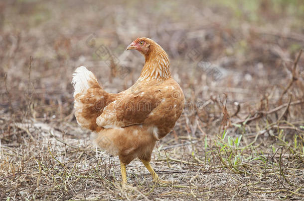 站在田里的棕色母鸡用于农场动物，最活泼