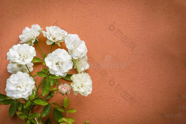 开花的白色玫瑰树在古董墙上