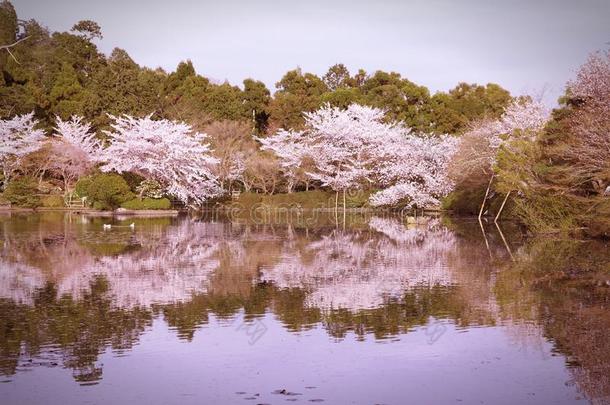 京都