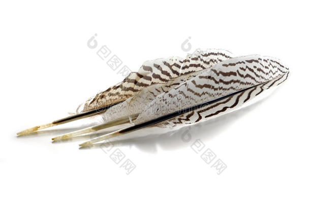 羽毛来自一只黑白条纹的银雉