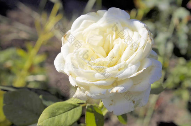白玫瑰。