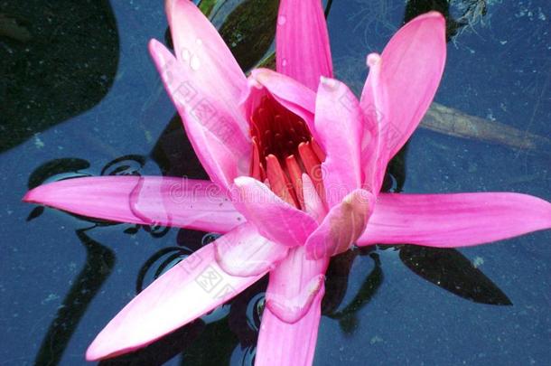 水栖粉红色花朵，花瓣开放