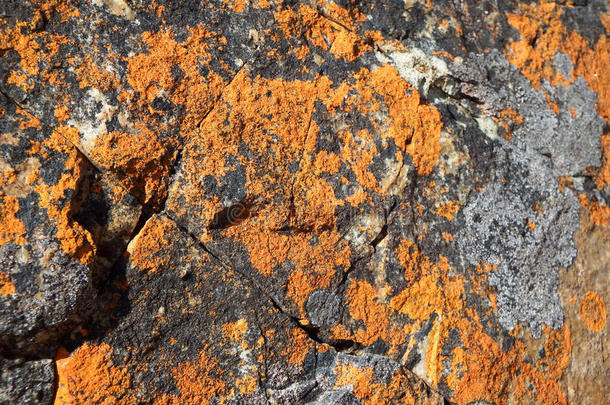 背景悬崖破裂苔藓橙色