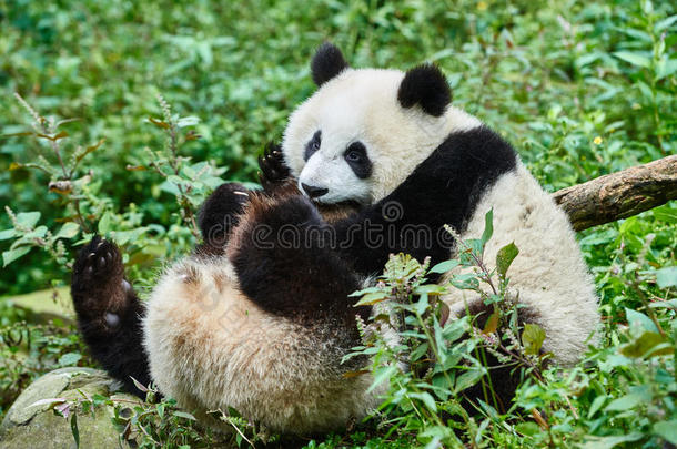 两只熊猫幼仔在中国四川玩耍