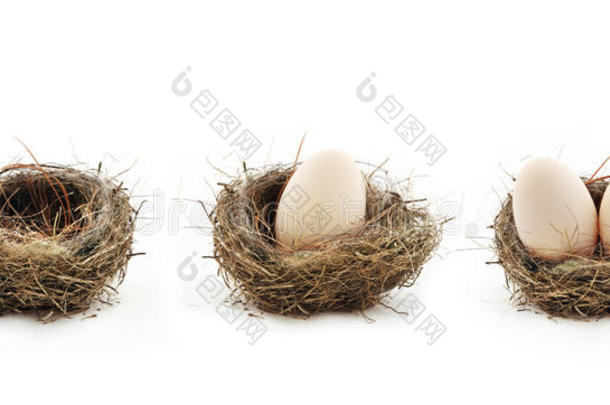 鸟巢和鸟巢里的鸡蛋