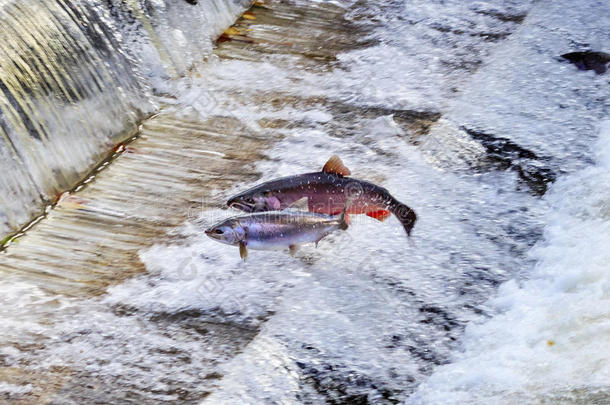 奇诺克科霍鲑鱼跳跃ISSAQUA孵化华盛顿州