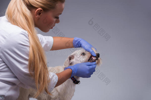 女兽医检查小狗牙齿和