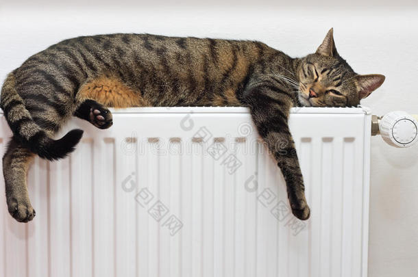 猫在温暖的散热器上放松