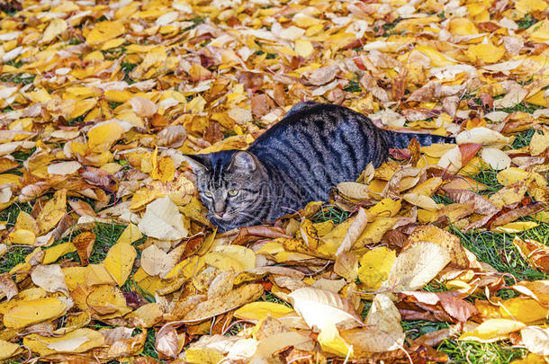 动物秋天猫国内的可爱的