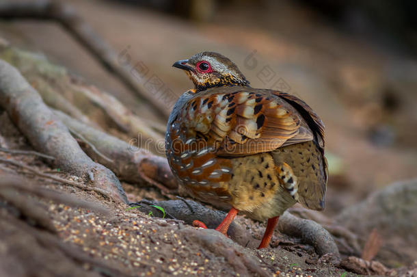 (rufous-喉鹧鸪)