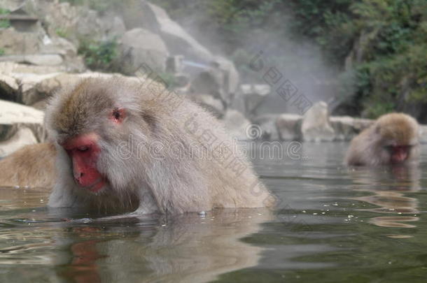 沐浴日本吉戈库达尼猕猴猴子