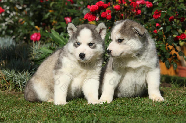 两只漂亮的小狗坐在红玫瑰前