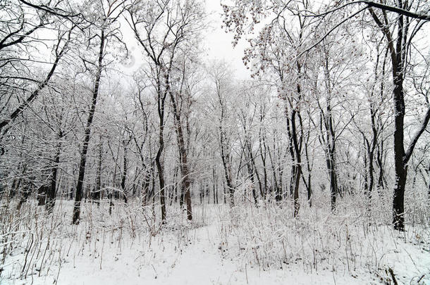 分支寒冷的凉爽的森林冻结