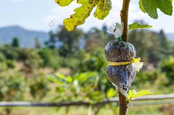 无花<strong>果农</strong>业植物