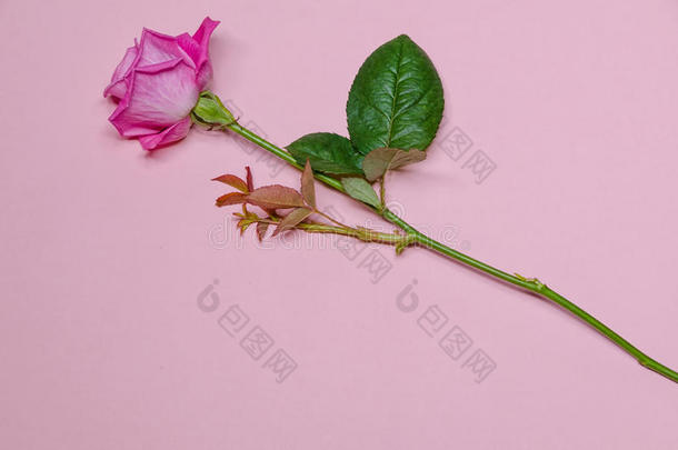 一朵粉红色的玫瑰
