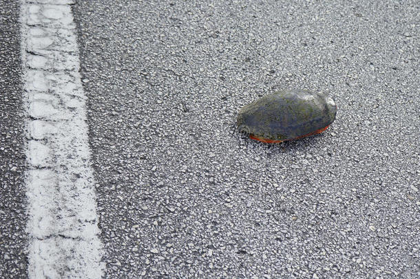龟过马路