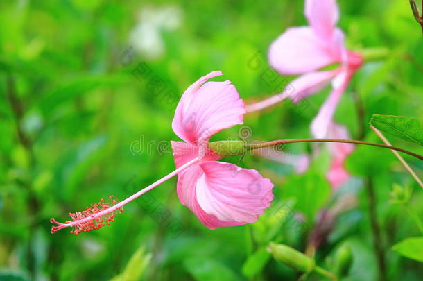 植物园开花盛开植物学的<strong>雪儿</strong>