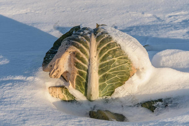 雪地里的卷心菜