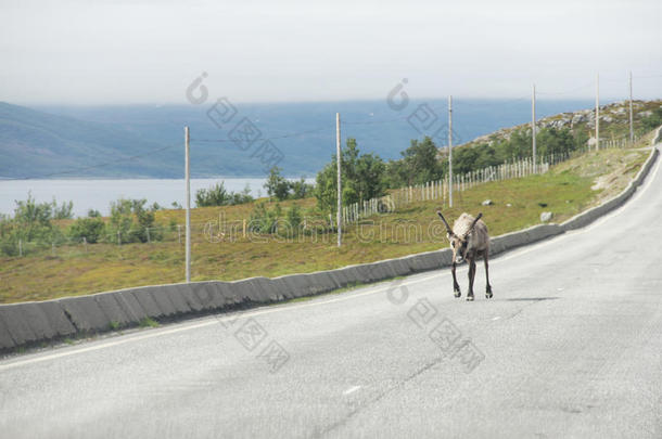 公麋鹿过马路