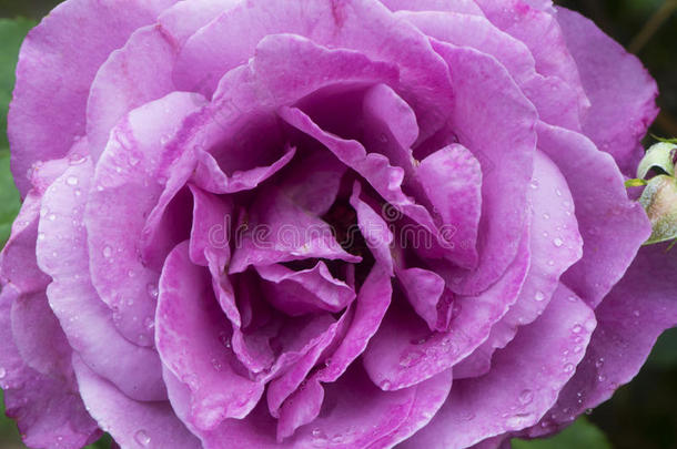 特写紫色玫瑰被雨覆盖。