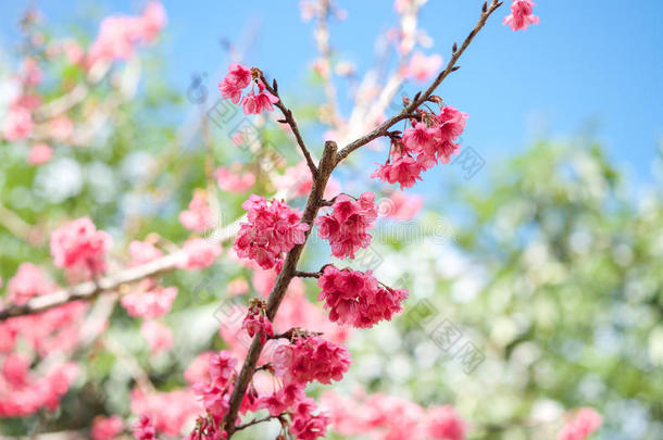盛开的樱桃樱花粉红色的花朵背景