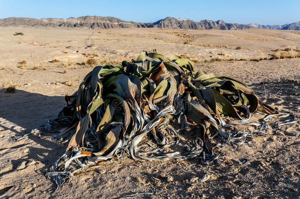芒硝，神奇的沙漠植物，活化石