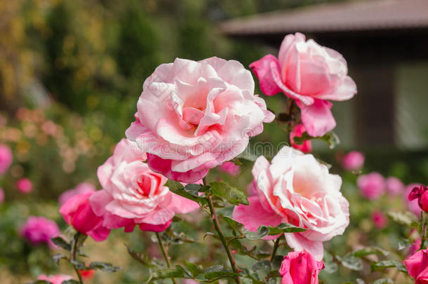 花园里美丽的淡粉色玫瑰