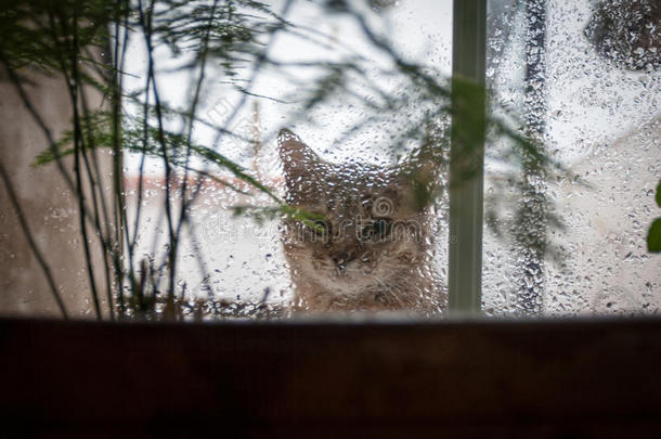 猫看着窗外的雨