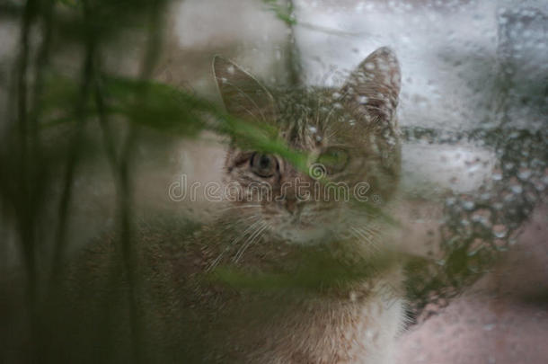 猫<strong>看着窗外</strong>的雨