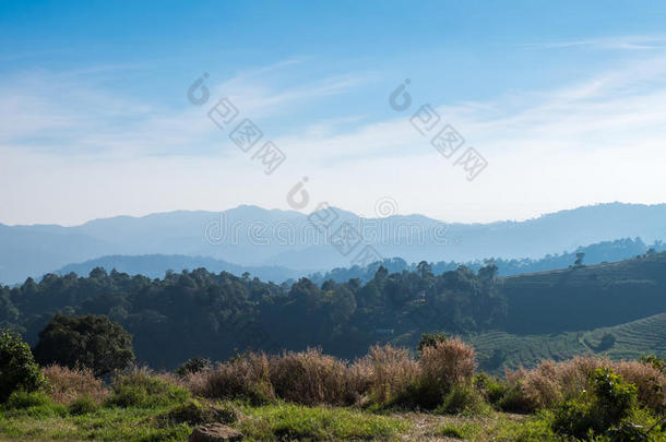 绿色山景