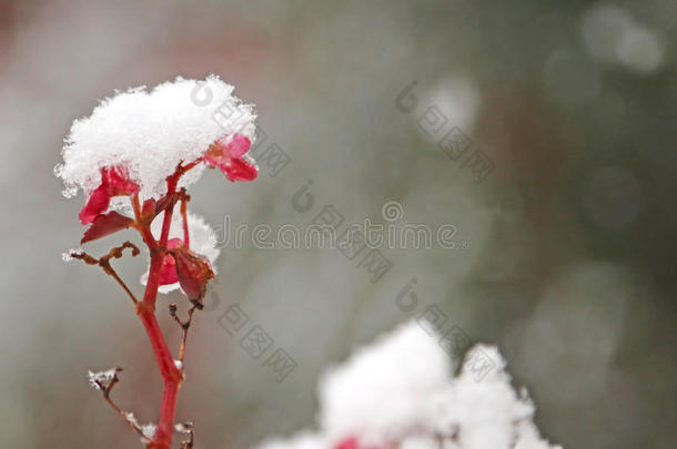 花白色雪覆盖在寒冷的冬季花园