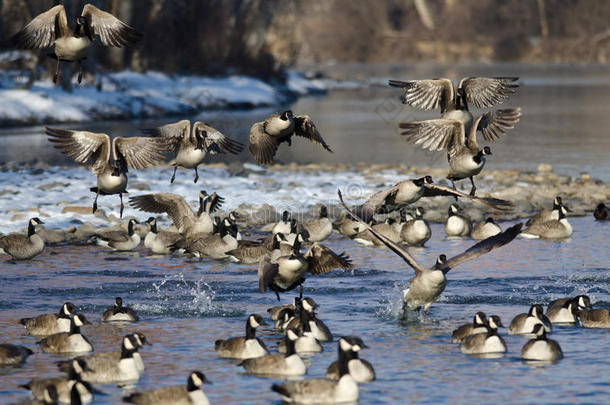 一群加拿大鹅从冬天的河流中起飞