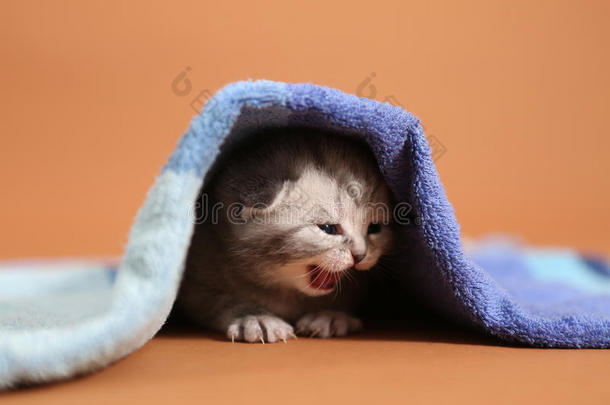 小猫在蓝色毛巾下面<strong>喵喵</strong>叫