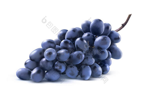 蓝色葡萄串在白色背景上没有分离的叶子